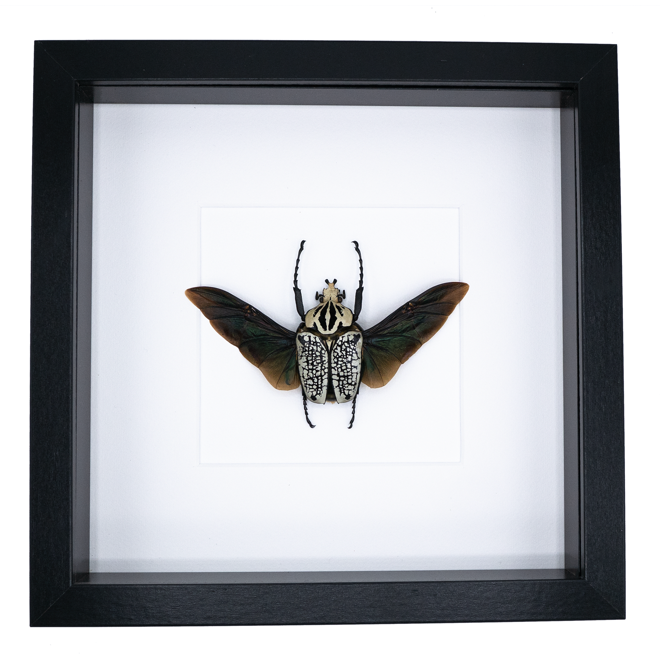 Nieuwe-FotosTekengebied-5