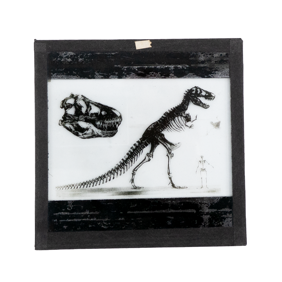 assortiment_curiosaTekengebied-15