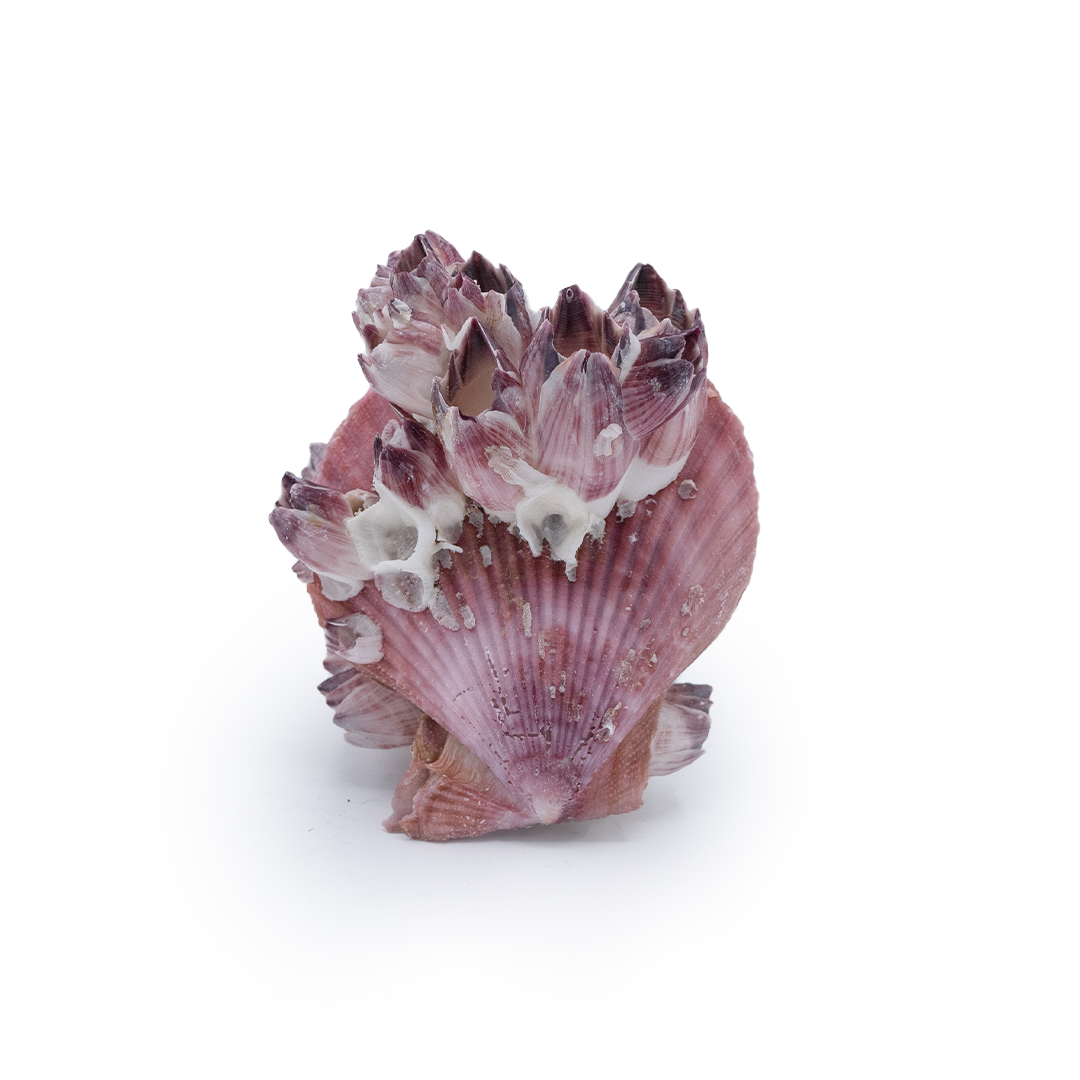 Assortiment_V10Tekengebied-15