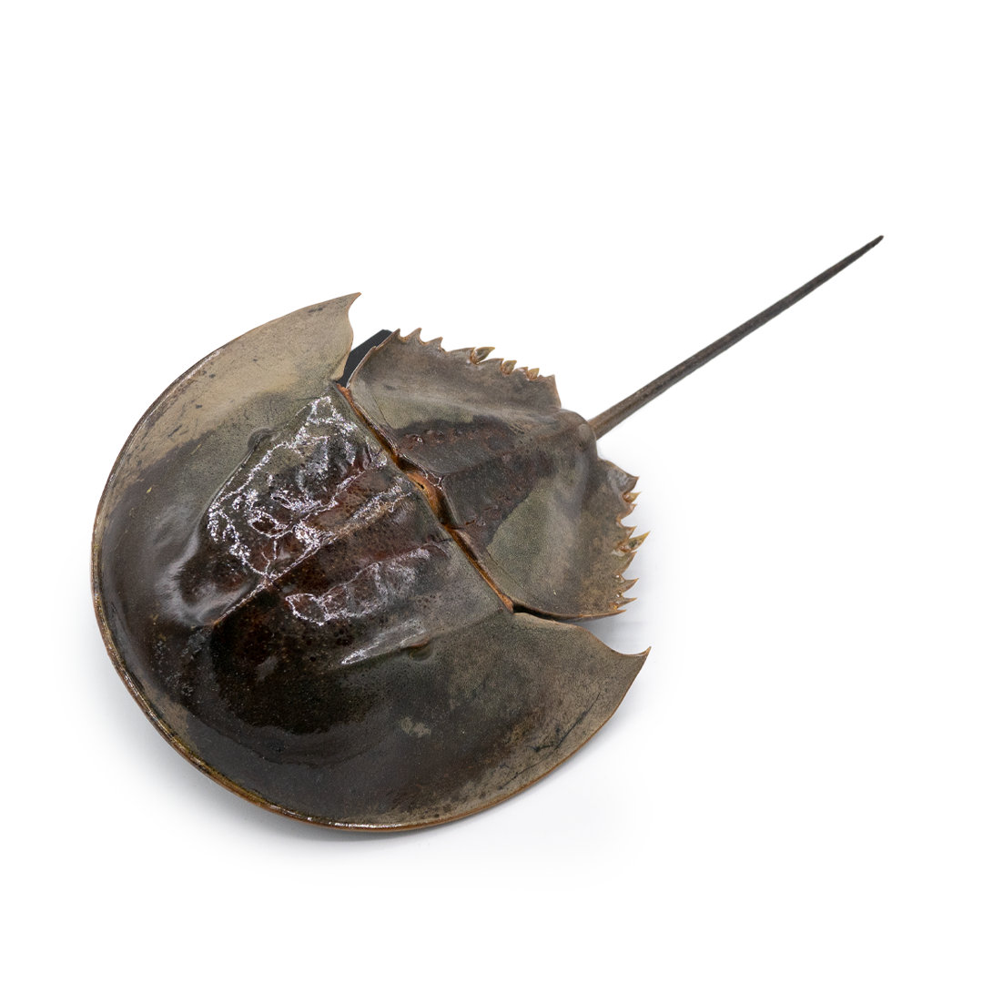 Assortiment_V11Tekengebied-44